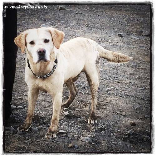 14-www.skreytumhus.is-061