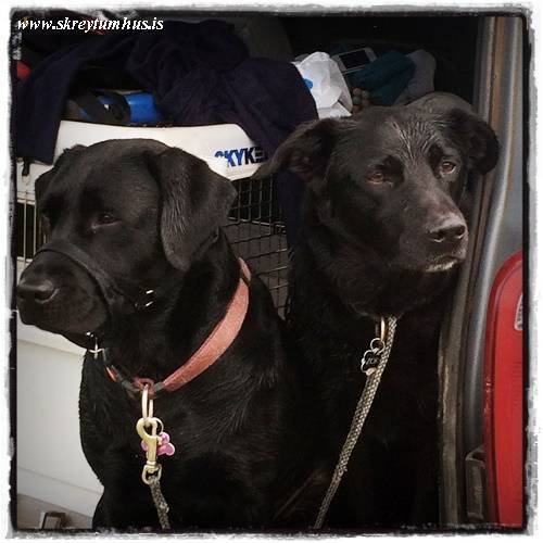 15-www.skreytumhus.is-062