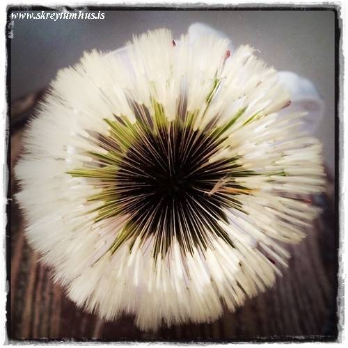 26-www.skreytumhus.is-073