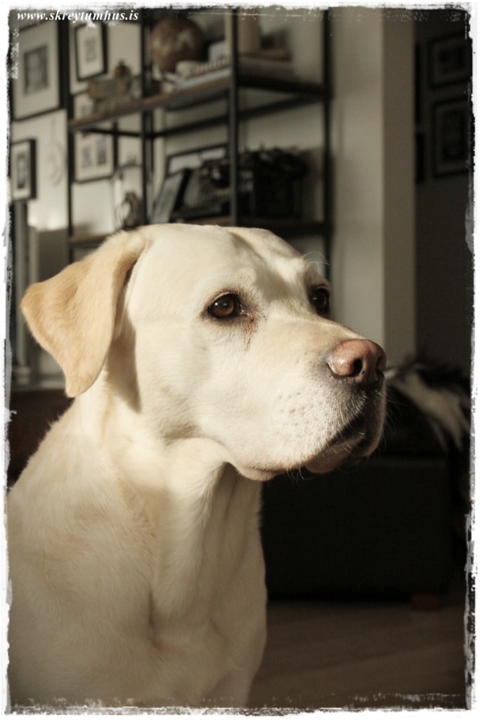 27-www.skreytumhus.is-014 (FILEminimizer)