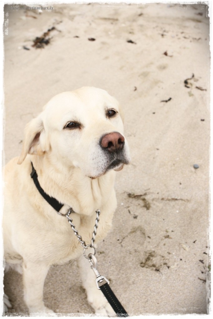 33-www.skreytumhus.is-033 (FILEminimizer)