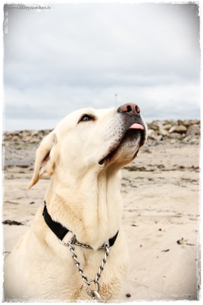 34-www.skreytumhus.is-034 (FILEminimizer)