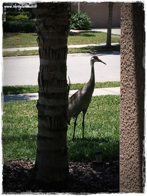 04-www.skreytumhus.is-003