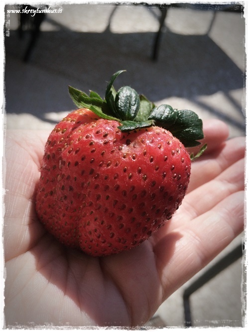 41-www.skreytumhus.is-040