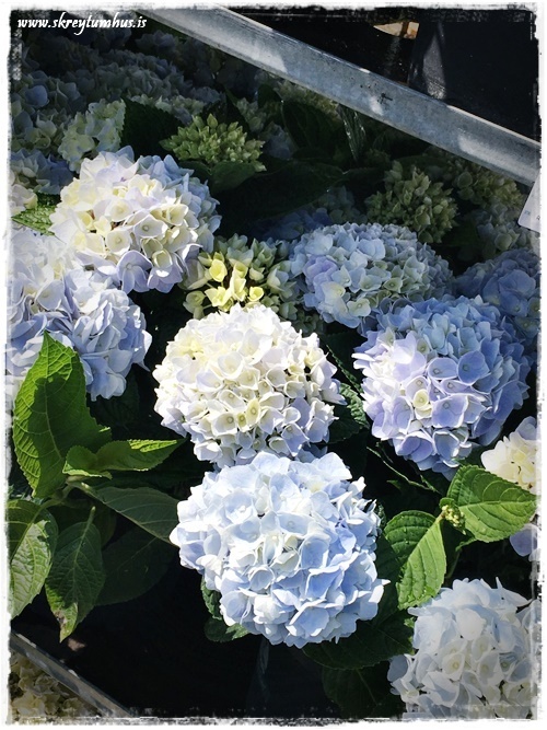 02-www.skreytumhus.is-001