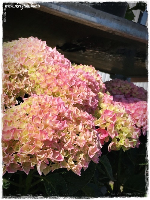 04-www.skreytumhus.is-003