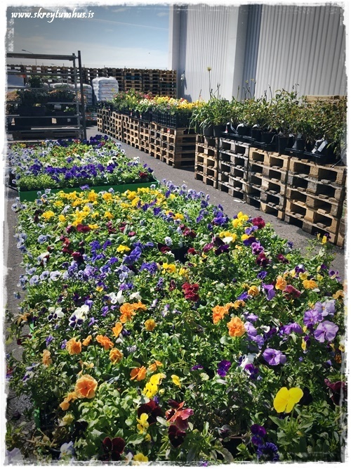 06-www.skreytumhus.is-005