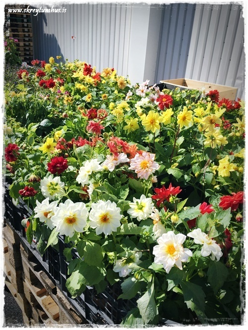 07-www.skreytumhus.is-006