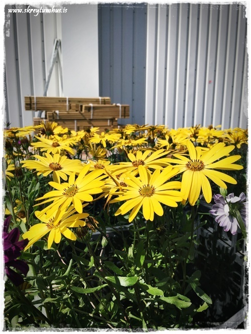 08-www.skreytumhus.is-007