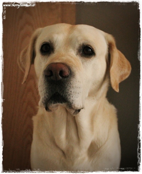 12-www.skreytumhus.is-039