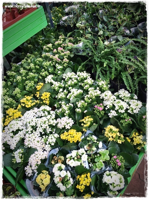 15-www.skreytumhus.is-014