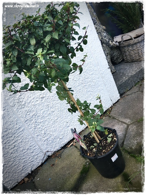 28-www.skreytumhus.is-027