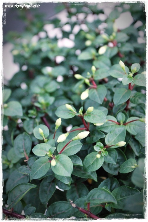 56-www.skreytumhus.is-020