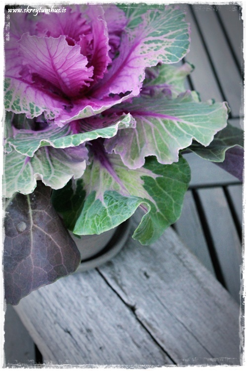 58-www.skreytumhus.is-022