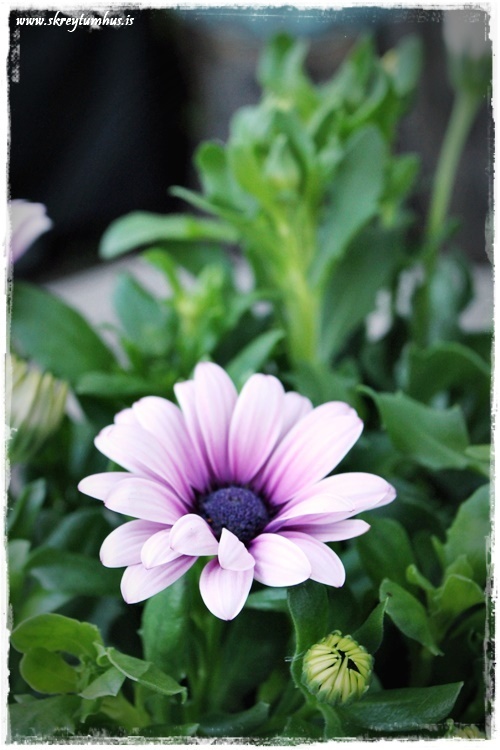 59-www.skreytumhus.is-023