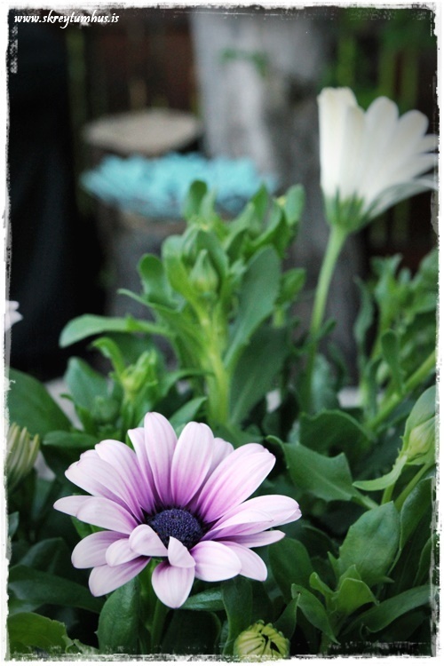 60-www.skreytumhus.is-024