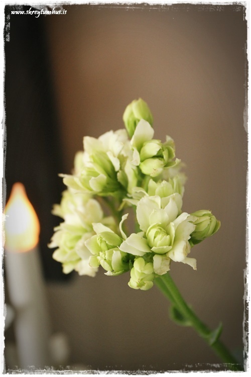 10-www.skreytumhus.is-008