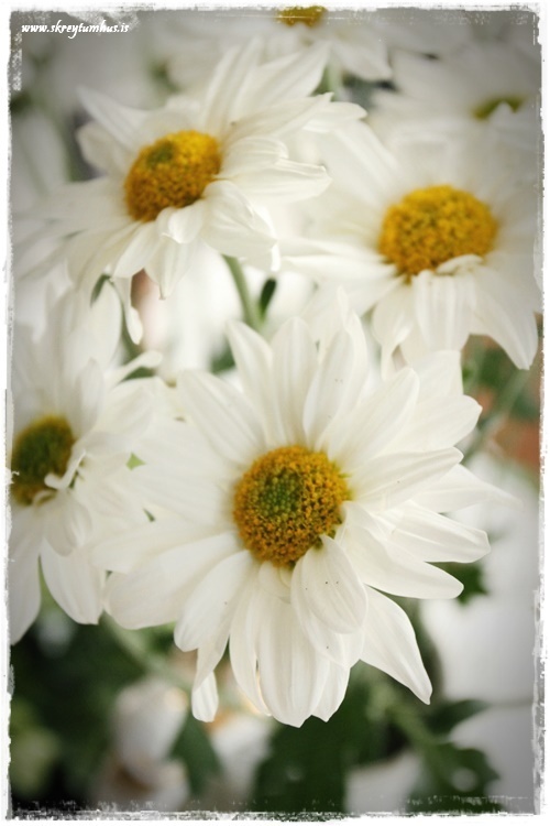 22-www-skreytumhus-is-032