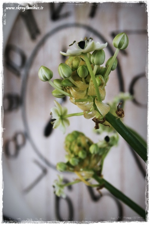 06-www-skreytumhus-is-005