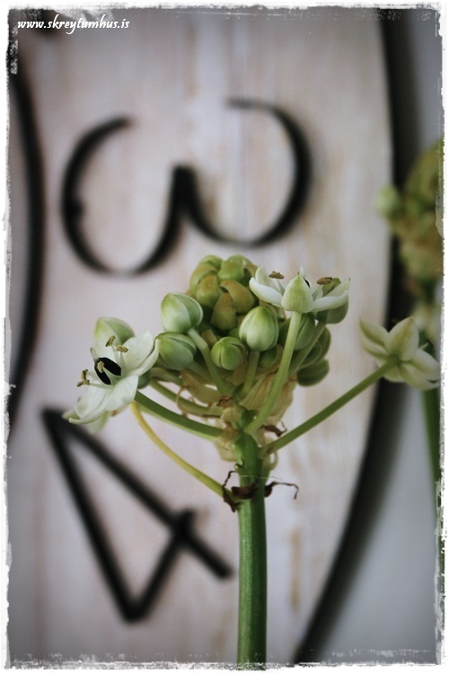 07-www-skreytumhus-is-006