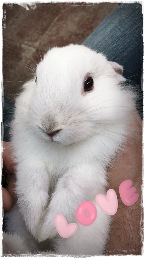 11-www-skreytumhus-is-010