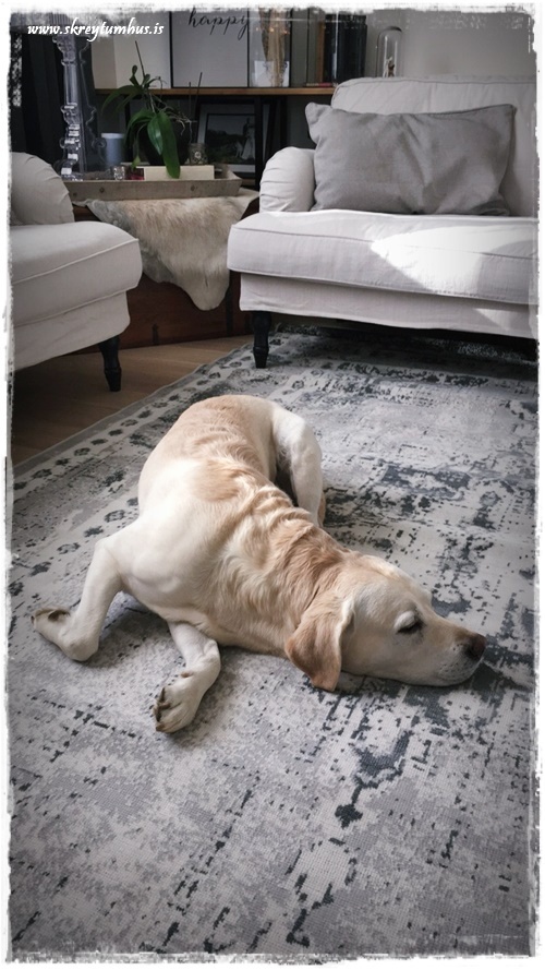 17-www-skreytumhus-is-046